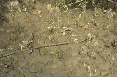 Sığ suları, genç bitkileri ve doğal sulak arazisi olan çamurlu nehir kıyısı.