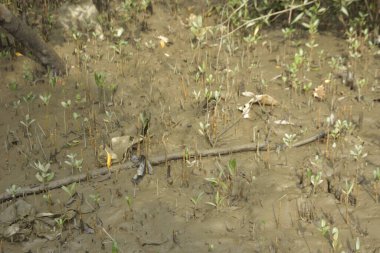 Sığ suları, genç bitkileri ve doğal sulak arazisi olan çamurlu nehir kıyısı.
