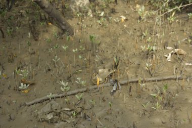 Sığ suları, genç bitkileri ve doğal sulak arazisi olan çamurlu nehir kıyısı.