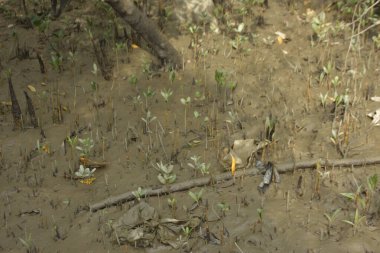 Sığ suları, genç bitkileri ve doğal sulak arazisi olan çamurlu nehir kıyısı.