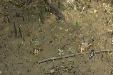 Sığ suları, genç bitkileri ve doğal sulak arazisi olan çamurlu nehir kıyısı.