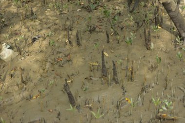 Sığ suları, genç bitkileri ve doğal sulak arazisi olan çamurlu nehir kıyısı.