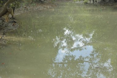 Etrafındaki ağaçları yansıtan yoğun yeşil mangrov bitkisinin içinden sakin bir su yolu akar. Huzurlu sahne Bangladeş 'in Bakkhali Nehri bölgesinde yüksek gelgit sırasında doğal bir tropikal sulak arazi ortamı yakalar..