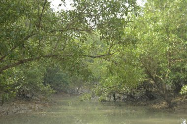 Etrafındaki ağaçları yansıtan yoğun yeşil mangrov bitkisinin içinden sakin bir su yolu akar. Huzurlu sahne Bangladeş 'in Bakkhali Nehri bölgesinde yüksek gelgit sırasında doğal bir tropikal sulak arazi ortamı yakalar..