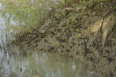 Sığ suları, genç bitkileri ve doğal sulak arazisi olan çamurlu nehir kıyısı.