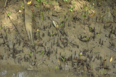 Sığ suları, genç bitkileri ve doğal sulak arazisi olan çamurlu nehir kıyısı.