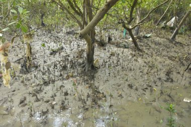Sığ suları, genç bitkileri ve doğal sulak arazisi olan çamurlu nehir kıyısı.