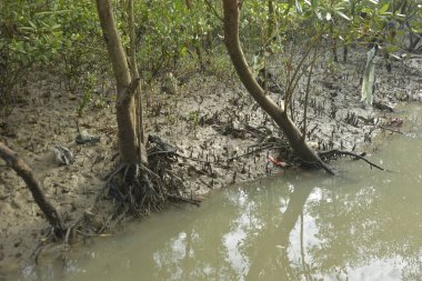 Sığ suları, genç bitkileri ve doğal sulak arazisi olan çamurlu nehir kıyısı.
