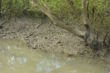 Sığ suları, genç bitkileri ve doğal sulak arazisi olan çamurlu nehir kıyısı.