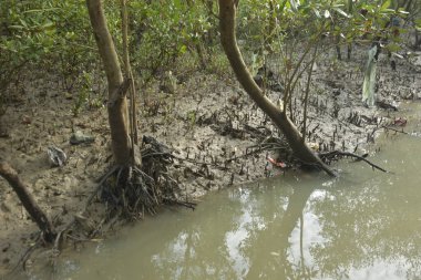 Sığ suları, genç bitkileri ve doğal sulak arazisi olan çamurlu nehir kıyısı.