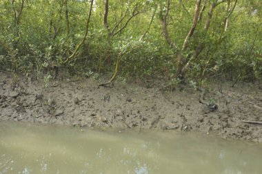 Sığ suları, genç bitkileri ve doğal sulak arazisi olan çamurlu nehir kıyısı.