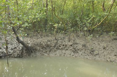 Sığ suları, genç bitkileri ve doğal sulak arazisi olan çamurlu nehir kıyısı.