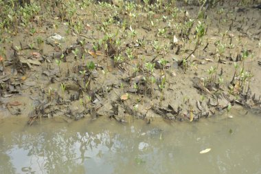 Sığ suları, genç bitkileri ve doğal sulak arazisi olan çamurlu nehir kıyısı.