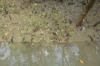 Sığ suları, genç bitkileri ve doğal sulak arazisi olan çamurlu nehir kıyısı.