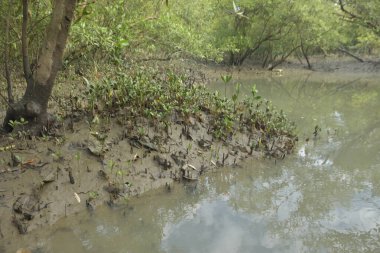 Sığ suları, genç bitkileri ve doğal sulak arazisi olan çamurlu nehir kıyısı.