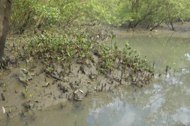 Sığ suları, genç bitkileri ve doğal sulak arazisi olan çamurlu nehir kıyısı.