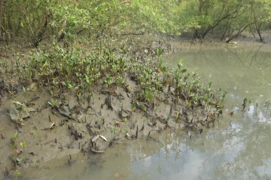 Sığ suları, genç bitkileri ve doğal sulak arazisi olan çamurlu nehir kıyısı.