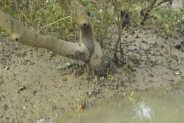 Etrafındaki ağaçları yansıtan yoğun yeşil mangrov bitkisinin içinden sakin bir su yolu akar. Huzurlu sahne Bangladeş 'in Bakkhali Nehri bölgesinde yüksek gelgit sırasında doğal bir tropikal sulak arazi ortamı yakalar..