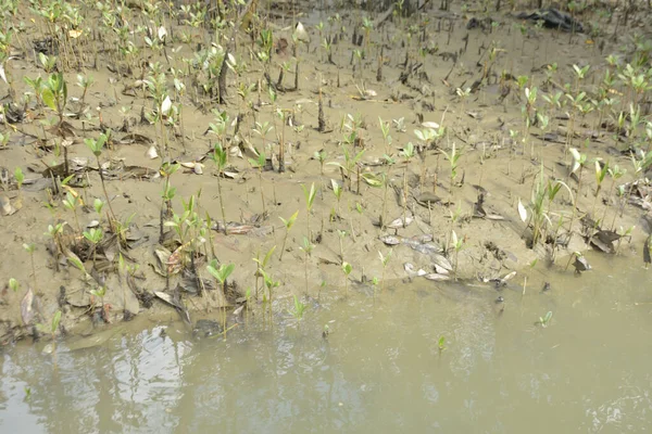 Sığ suları, genç bitkileri ve doğal sulak arazisi olan çamurlu nehir kıyısı.