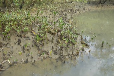 Sığ suları, genç bitkileri ve doğal sulak arazisi olan çamurlu nehir kıyısı.