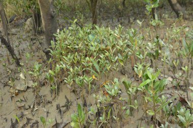 Sığ suları, genç bitkileri ve doğal sulak arazisi olan çamurlu nehir kıyısı.