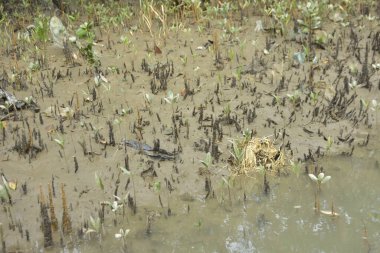 Sığ suları, genç bitkileri ve doğal sulak arazisi olan çamurlu nehir kıyısı.