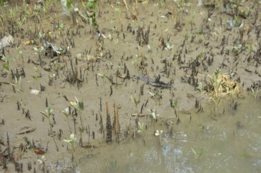 Sığ suları, genç bitkileri ve doğal sulak arazisi olan çamurlu nehir kıyısı.
