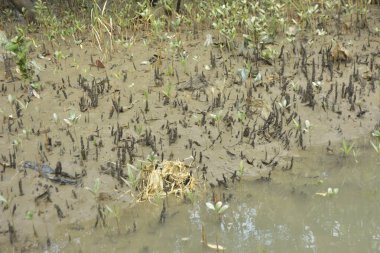 Sığ suları, genç bitkileri ve doğal sulak arazisi olan çamurlu nehir kıyısı.