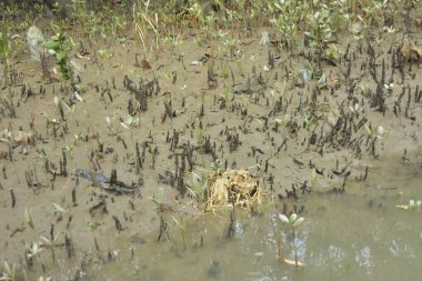 Sığ suları, genç bitkileri ve doğal sulak arazisi olan çamurlu nehir kıyısı.
