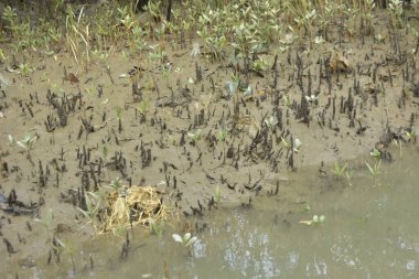 Sığ suları, genç bitkileri ve doğal sulak arazisi olan çamurlu nehir kıyısı.