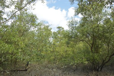 Etrafındaki ağaçları yansıtan yoğun yeşil mangrov bitkisinin içinden sakin bir su yolu akar. Huzurlu sahne Bangladeş 'in Bakkhali Nehri bölgesinde yüksek gelgit sırasında doğal bir tropikal sulak arazi ortamı yakalar..