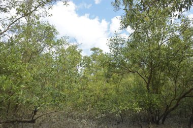Etrafındaki ağaçları yansıtan yoğun yeşil mangrov bitkisinin içinden sakin bir su yolu akar. Huzurlu sahne Bangladeş 'in Bakkhali Nehri bölgesinde yüksek gelgit sırasında doğal bir tropikal sulak arazi ortamı yakalar..
