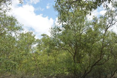 Etrafındaki ağaçları yansıtan yoğun yeşil mangrov bitkisinin içinden sakin bir su yolu akar. Huzurlu sahne Bangladeş 'in Bakkhali Nehri bölgesinde yüksek gelgit sırasında doğal bir tropikal sulak arazi ortamı yakalar..