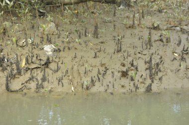Sığ suları, genç bitkileri ve doğal sulak arazisi olan çamurlu nehir kıyısı.
