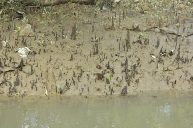Sığ suları, genç bitkileri ve doğal sulak arazisi olan çamurlu nehir kıyısı.