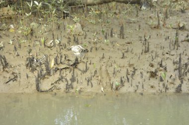 Sığ suları, genç bitkileri ve doğal sulak arazisi olan çamurlu nehir kıyısı.