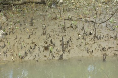 Sığ suları, genç bitkileri ve doğal sulak arazisi olan çamurlu nehir kıyısı.