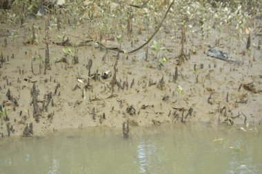 Sığ suları, genç bitkileri ve doğal sulak arazisi olan çamurlu nehir kıyısı.