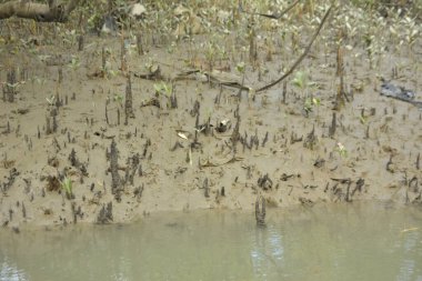Sığ suları, genç bitkileri ve doğal sulak arazisi olan çamurlu nehir kıyısı.