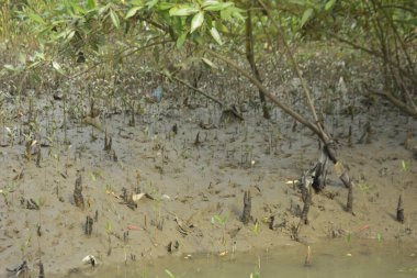 Sığ suları, genç bitkileri ve doğal sulak arazisi olan çamurlu nehir kıyısı.