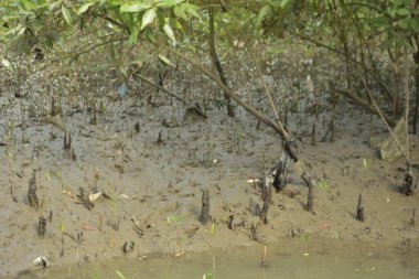 Sığ suları, genç bitkileri ve doğal sulak arazisi olan çamurlu nehir kıyısı.