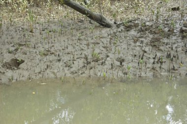 Kirli mangrov kıyı şeridi açıkta kalan kökleri ve bataklıkları ile