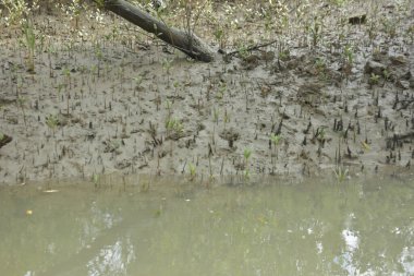Kirli mangrov kıyı şeridi açıkta kalan kökleri ve bataklıkları ile