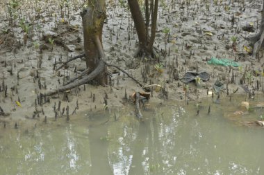 Kirli mangrov kıyı şeridi açıkta kalan kökleri ve bataklıkları ile