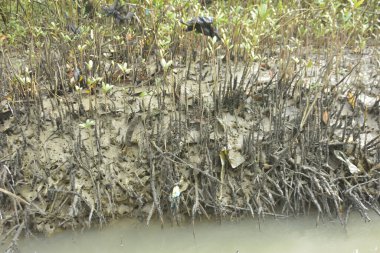 Kirli mangrov kıyı şeridi açıkta kalan kökleri ve bataklıkları ile