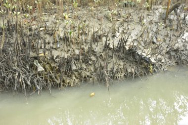 Kirli mangrov kıyı şeridi açıkta kalan kökleri ve bataklıkları ile