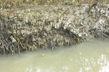 Kirli mangrov kıyı şeridi açıkta kalan kökleri ve bataklıkları ile