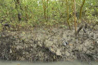 Kirli mangrov kıyı şeridi açıkta kalan kökleri ve bataklıkları ile