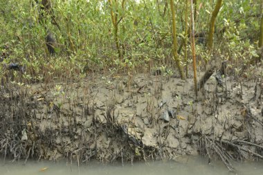 Kirli mangrov kıyı şeridi açıkta kalan kökleri ve bataklıkları ile