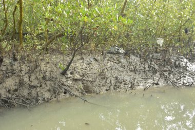 Kirli mangrov kıyı şeridi açıkta kalan kökleri ve bataklıkları ile
